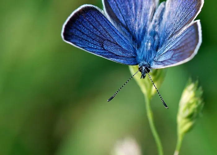 Les Bleuets Casa de Férias Bolquere Pyrenees 2000