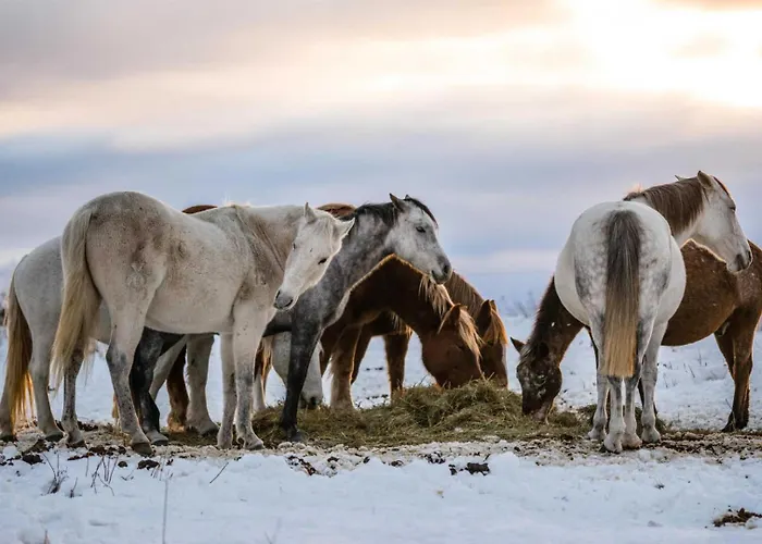 Casa de Férias Les Bleuets
