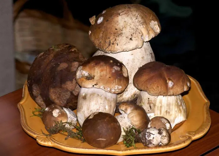 Casa de Férias Les Bleuets Bolquere Pyrenees 2000